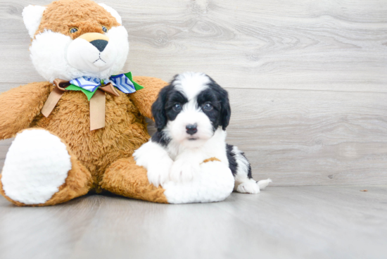 Mini Sheepadoodle Puppy for Adoption