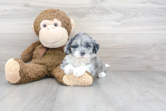 Playful Sheep Dog Poodle Mix Puppy