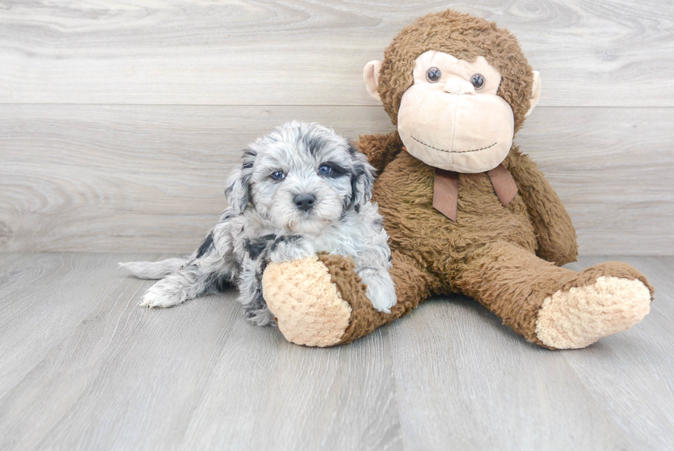 Meet King - our Mini Sheepadoodle Puppy Photo 1/3 - Premier Pups