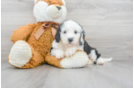 Meet Kiwi - our Mini Sheepadoodle Puppy Photo 1/2 - Premier Pups