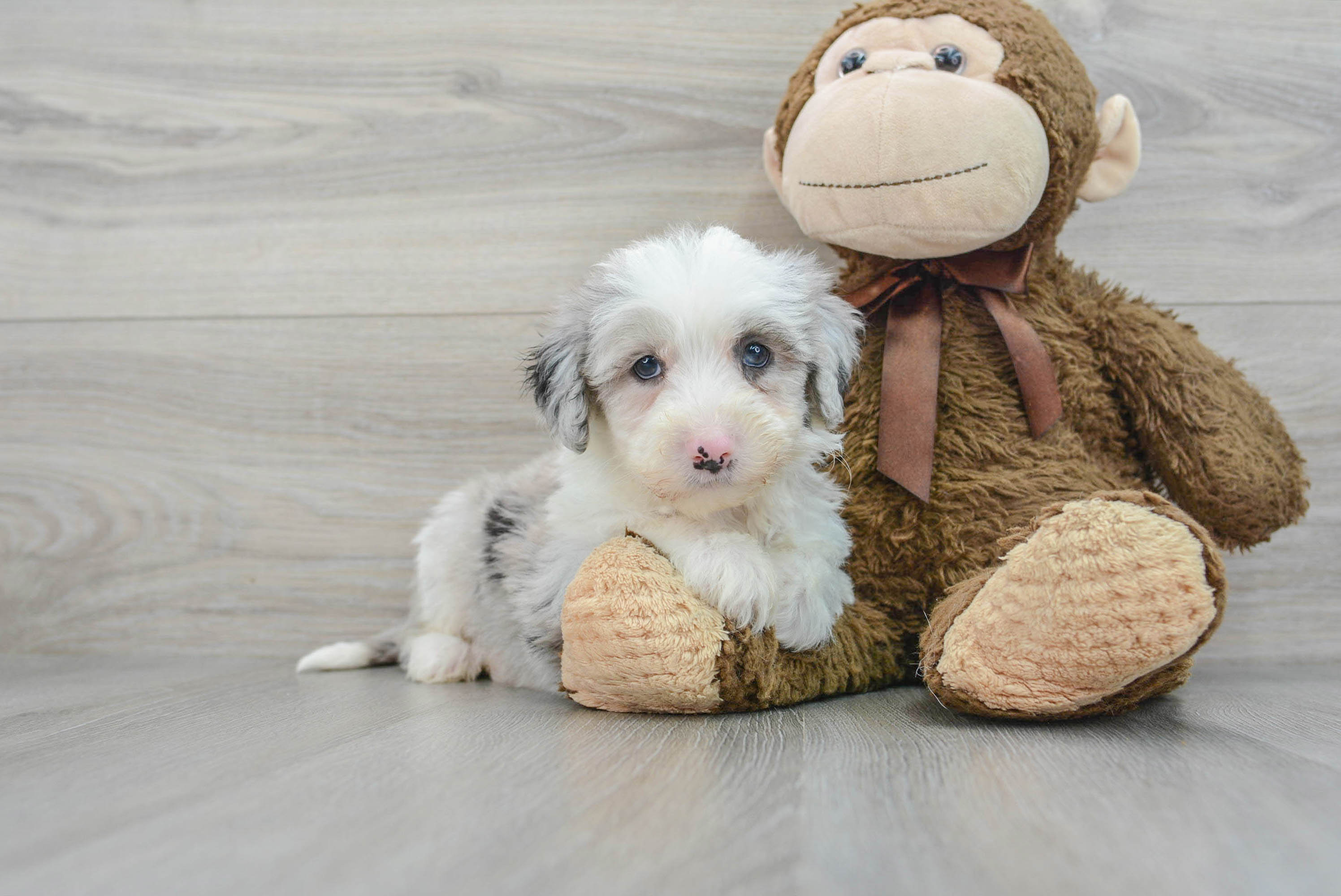 Sheep and best sale poodle mix