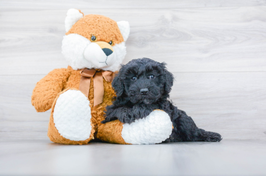 Mini Sheepadoodle for Sale | Premier Pups located in Ohio