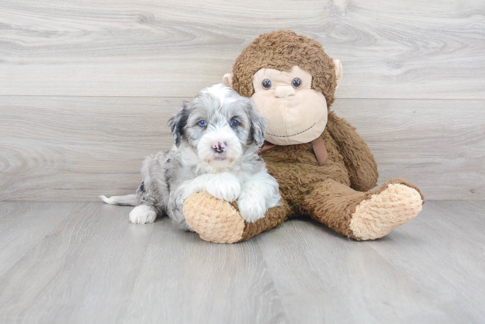 Meet Knoxsville - our Mini Sheepadoodle Puppy Photo 2/3 - Premier Pups