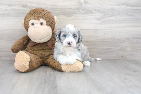 Small Mini Sheepadoodle Baby