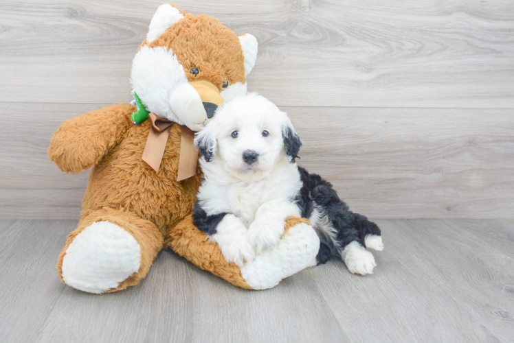 Meet Knoxsville - our Mini Sheepadoodle Puppy Photo 1/3 - Premier Pups