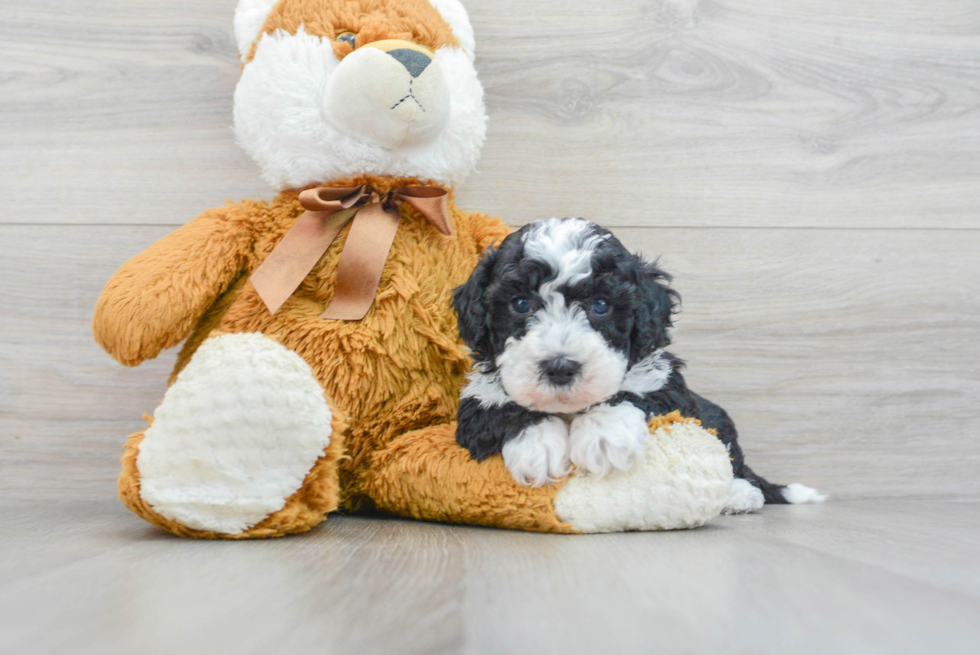 Playful Sheep Dog Poodle Mix Puppy