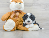 5 week old Mini Sheepadoodle Puppy For Sale - Premier Pups