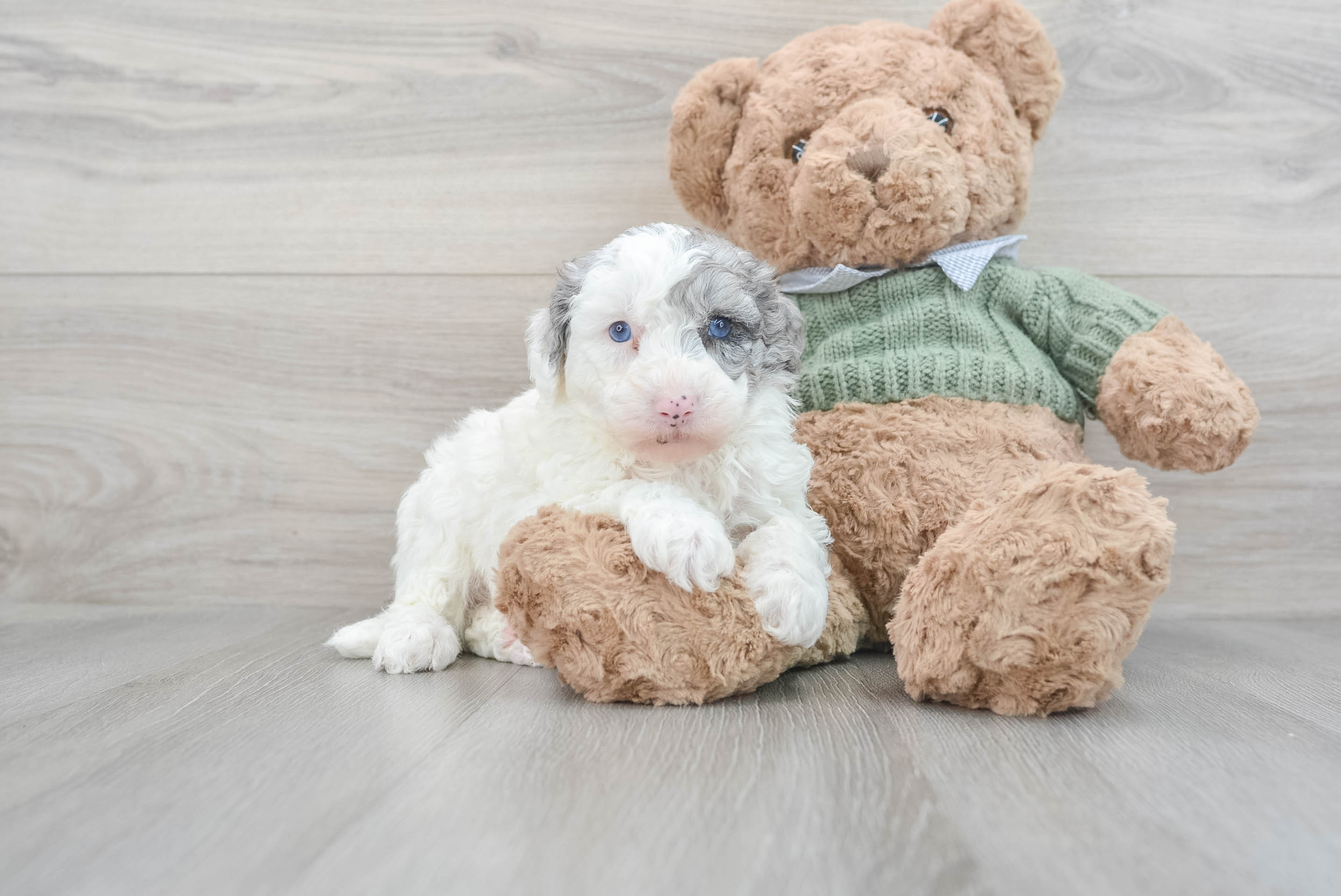 Sheep poodle for sales sale