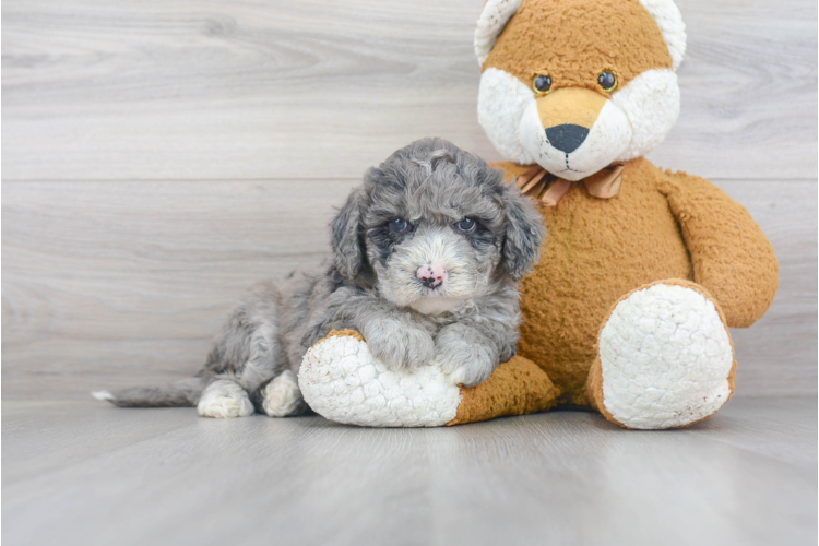 F1B PETITE SHEEPADOODLE PUPPY