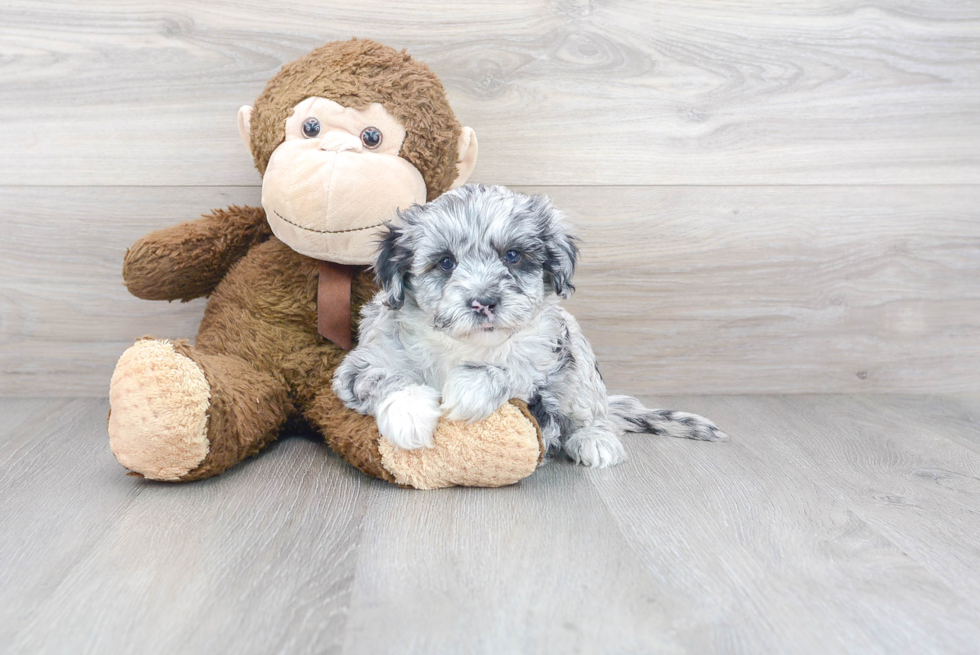 Meet Kong - our Mini Sheepadoodle Puppy Photo 2/3 - Premier Pups