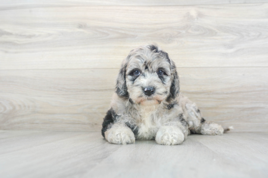 6 week old Mini Sheepadoodle Puppy For Sale - Premier Pups