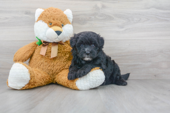 Mini Sheepadoodle Puppy for Adoption