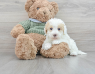 Mini Sheepadoodle | Full Breed Info | Premier Pups