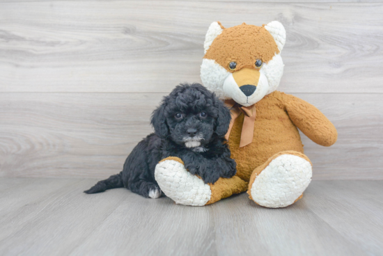 Mini Sheepadoodle Pup Being Cute