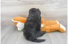 Meet Mamba - our Mini Sheepadoodle Puppy Photo 3/3 - Premier Pups