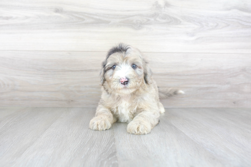 Meet Mambo - our Mini Sheepadoodle Puppy Photo 2/3 - Premier Pups