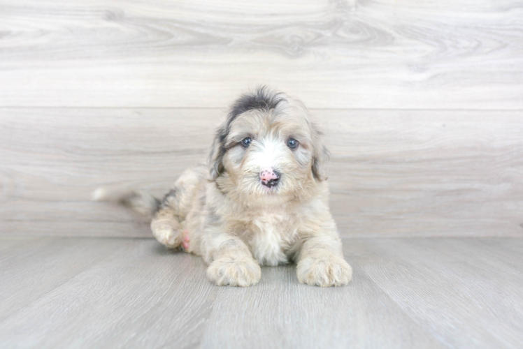 Meet Mambo - our Mini Sheepadoodle Puppy Photo 1/3 - Premier Pups