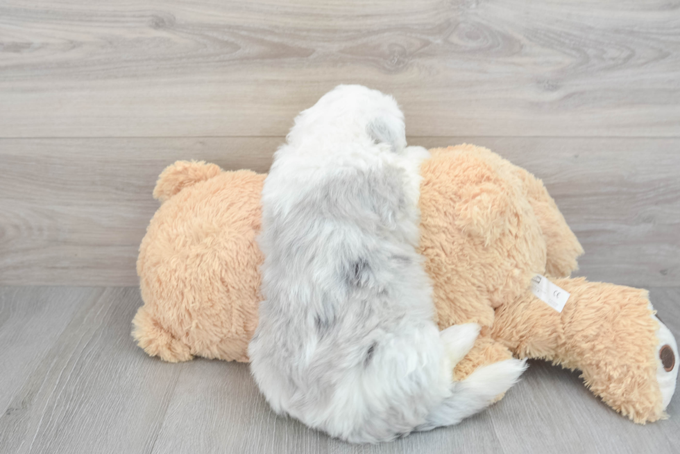 Popular Mini Sheepadoodle Poodle Mix Pup
