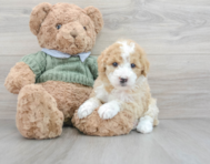 Mini Sheepadoodle | Full Breed Info | Premier Pups