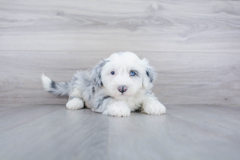 Mini Sheepadoodle Pup Being Cute