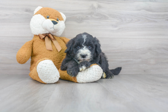 Best Mini Sheepadoodle Baby