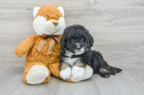 Best Mini Sheepadoodle Baby
