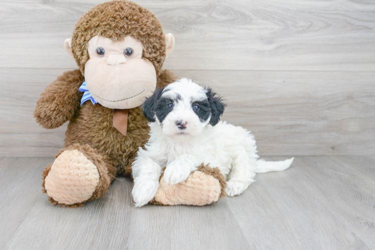 Meet Mayfield - our Mini Sheepadoodle Puppy Photo 1/3 - Premier Pups