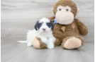 Meet Mayfield - our Mini Sheepadoodle Puppy Photo 2/3 - Premier Pups