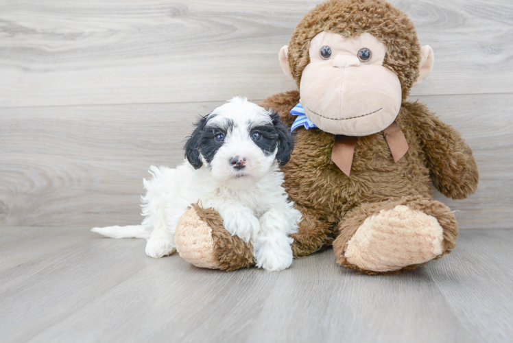 Meet Mayfield - our Mini Sheepadoodle Puppy Photo 2/3 - Premier Pups