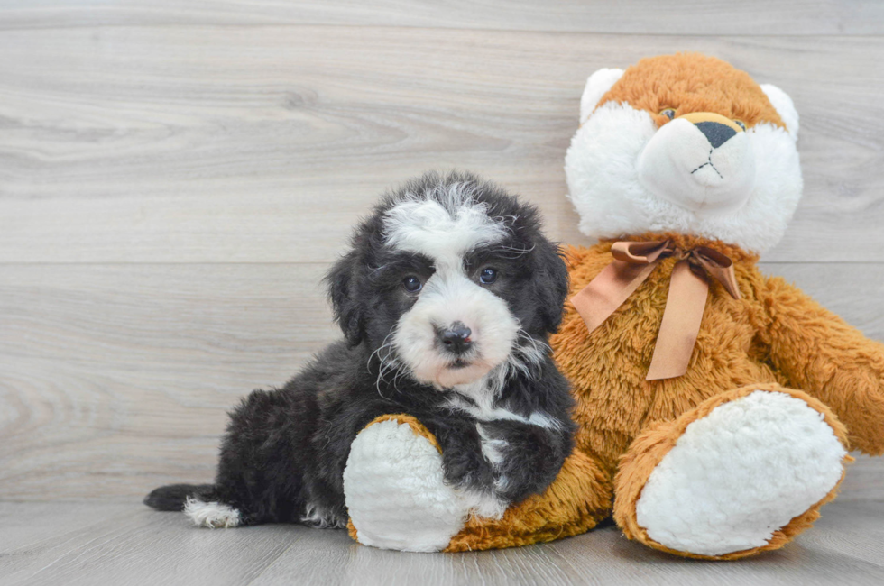 6 week old Mini Sheepadoodle Puppy For Sale - Premier Pups