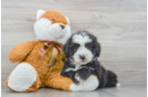 Adorable Sheep Dog Poodle Mix Puppy