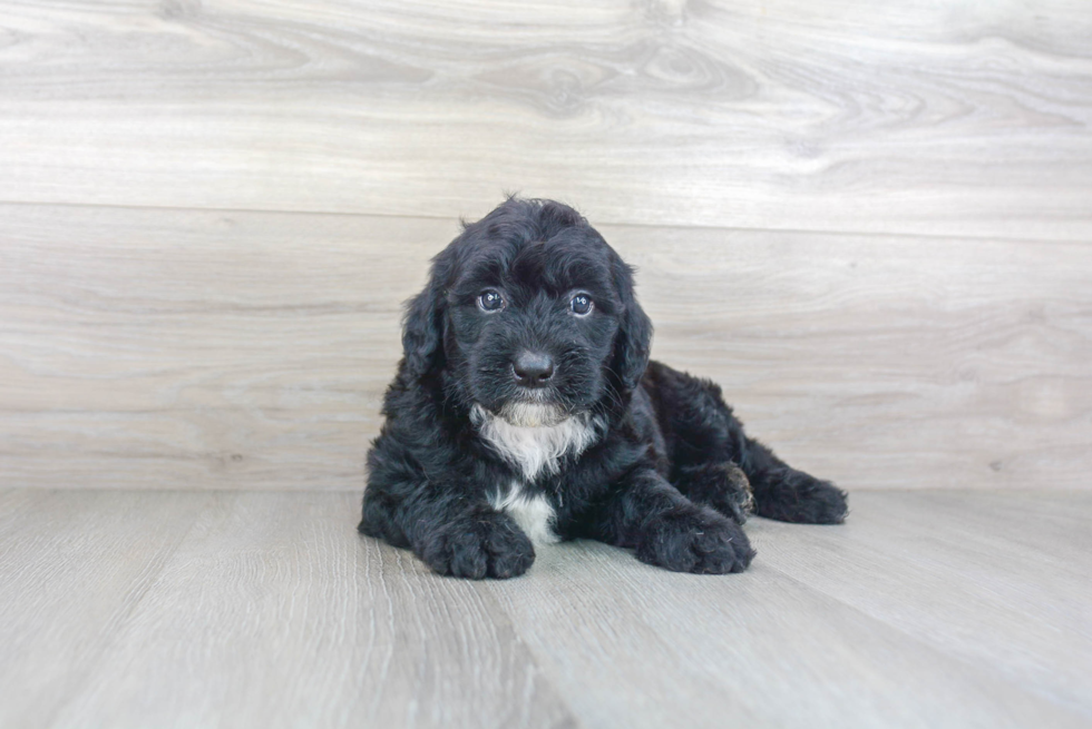 Meet Ruggie - our Mini Sheepadoodle Puppy Photo 1/3 - Premier Pups