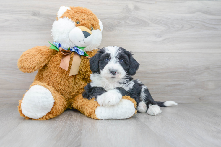 Meet Mayo - our Mini Sheepadoodle Puppy Photo 1/3 - Premier Pups