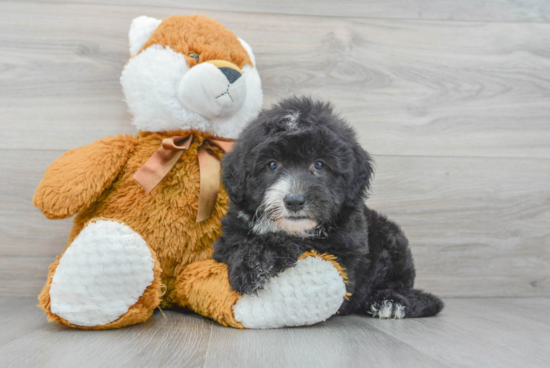 Funny Mini Sheepadoodle Poodle Mix Pup