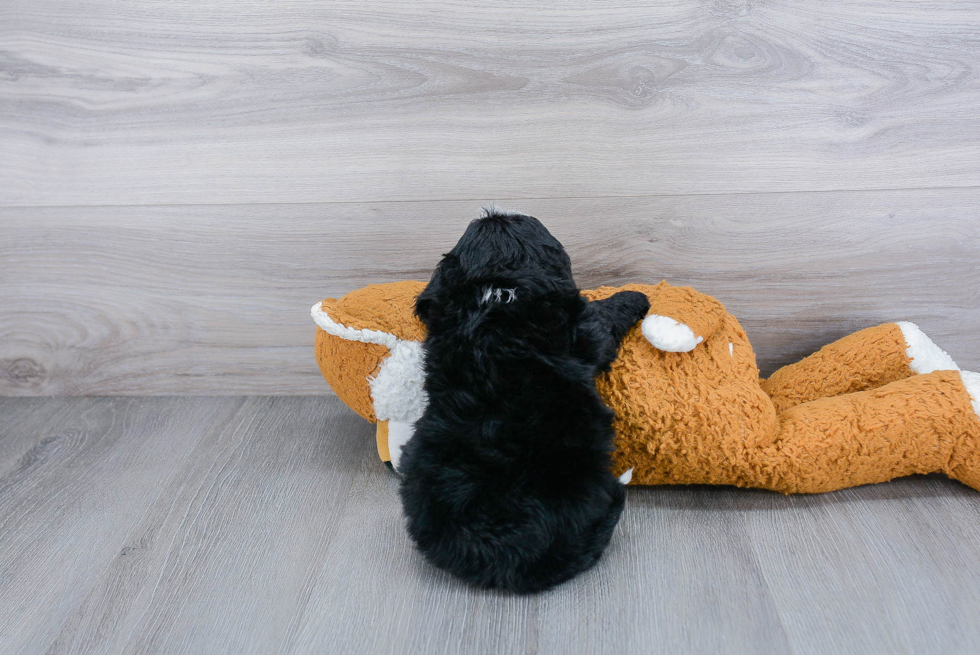 Funny Mini Sheepadoodle Poodle Mix Pup
