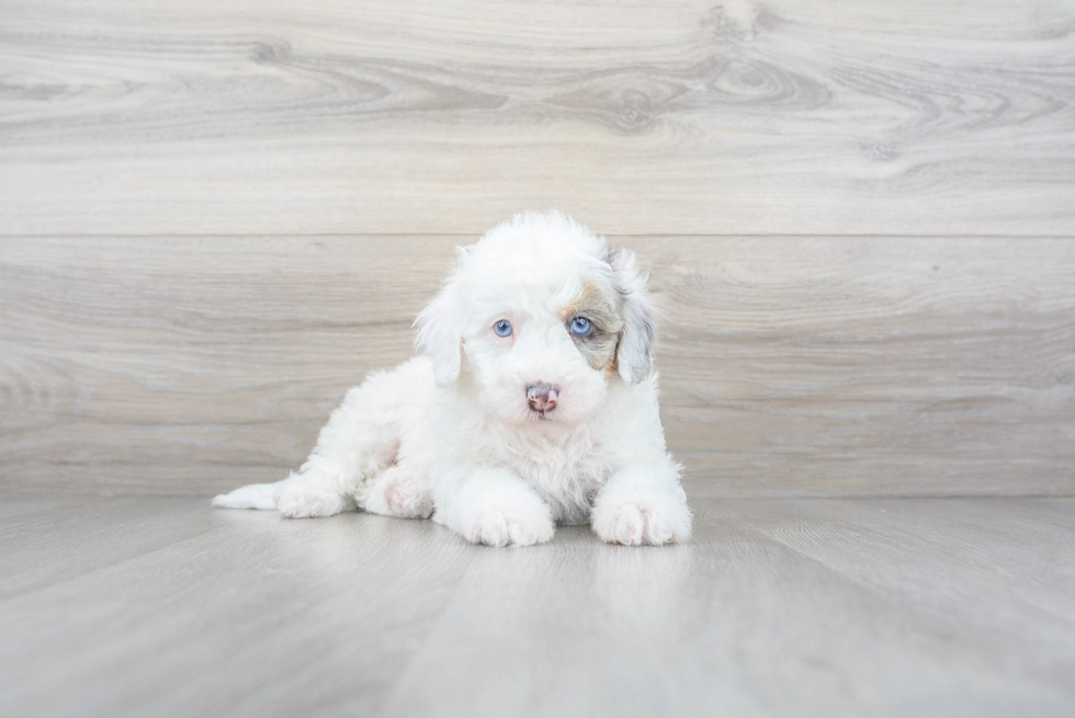 Sheepadoodle Puppy Proofing Your Home - Doodle Dog Diaries