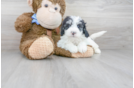 Meet Monopoly - our Mini Sheepadoodle Puppy Photo 1/3 - Premier Pups
