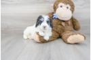 Meet Monopoly - our Mini Sheepadoodle Puppy Photo 2/3 - Premier Pups