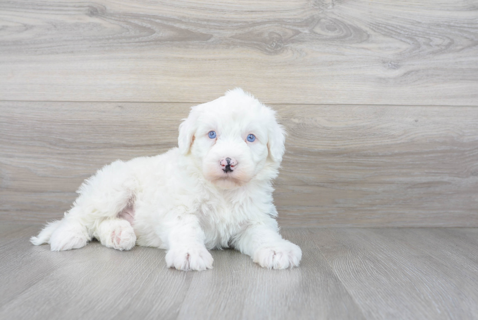 Energetic Sheep Dog Poodle Mix Puppy