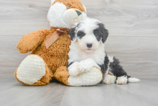 Little Sheep Dog Poodle Mix Puppy
