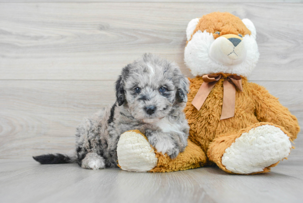 Energetic Sheep Dog Poodle Mix Puppy