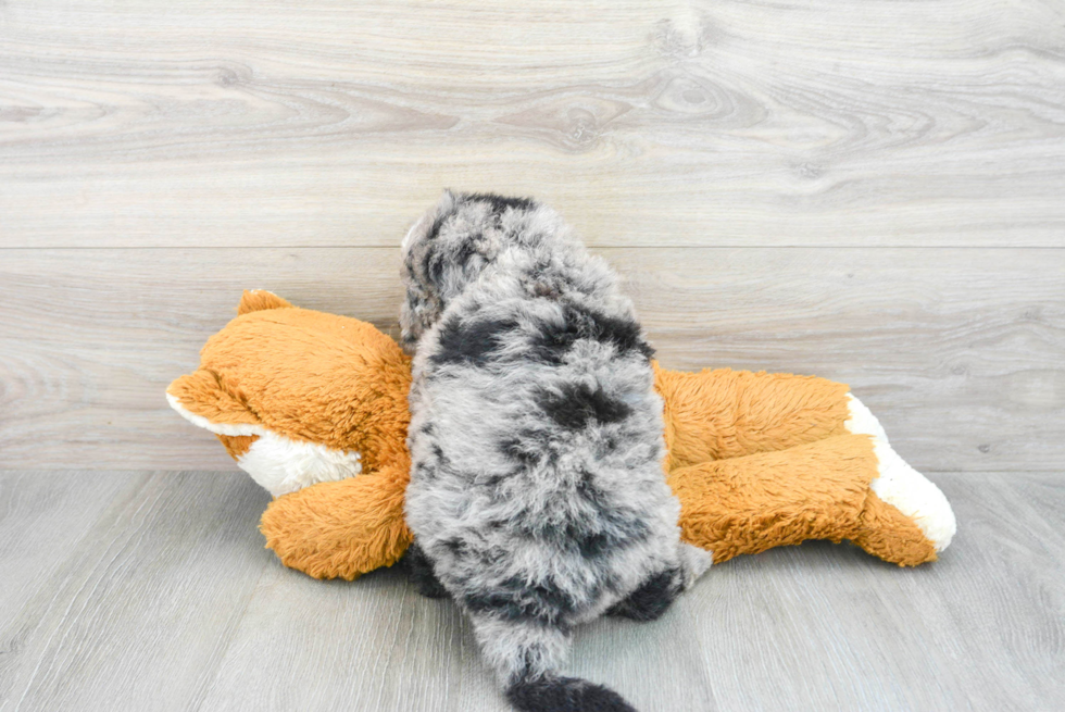 Small Mini Sheepadoodle Baby