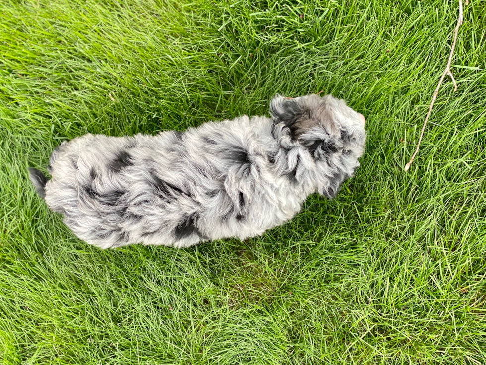 Cute Mini Sheepadoodle Baby