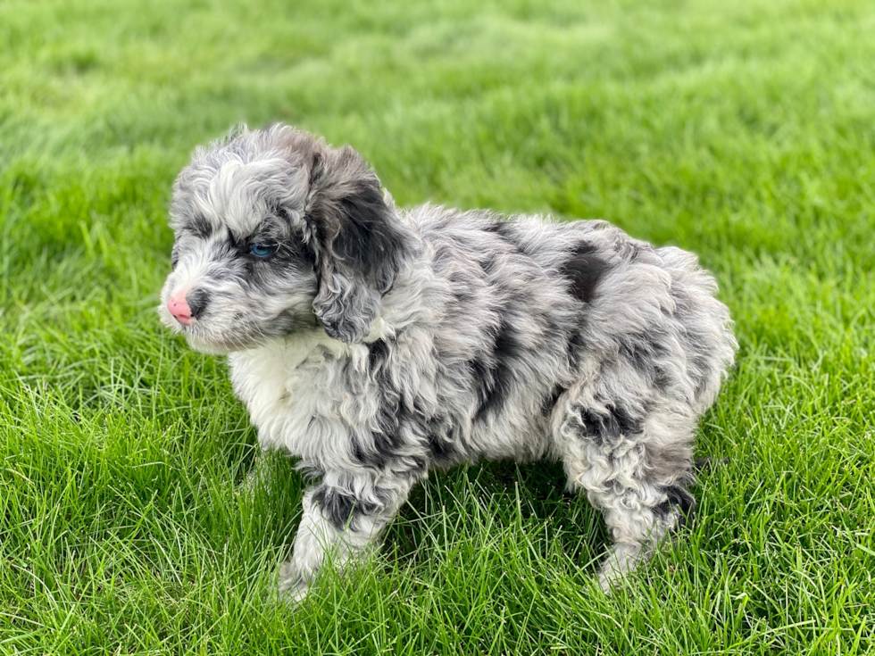Best Mini Sheepadoodle Baby