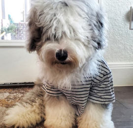 Mini Sheepadoodle Puppies For Sale