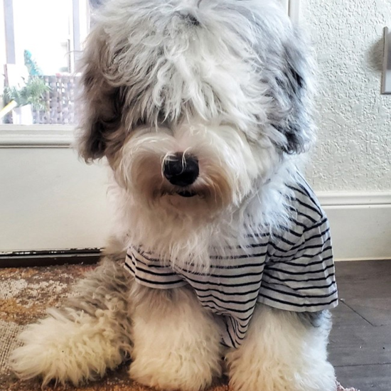 Mini Sheepadoodle adult dog wearing an outfit