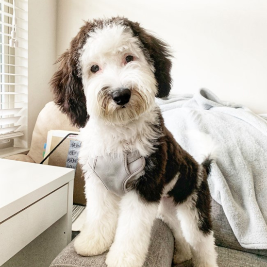 Adult Mini Sheepadoodle dog with front paws on a chair