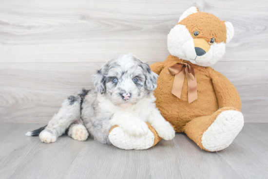 Petite Mini Sheepadoodle Poodle Mix Pup