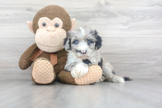 Best Mini Sheepadoodle Baby