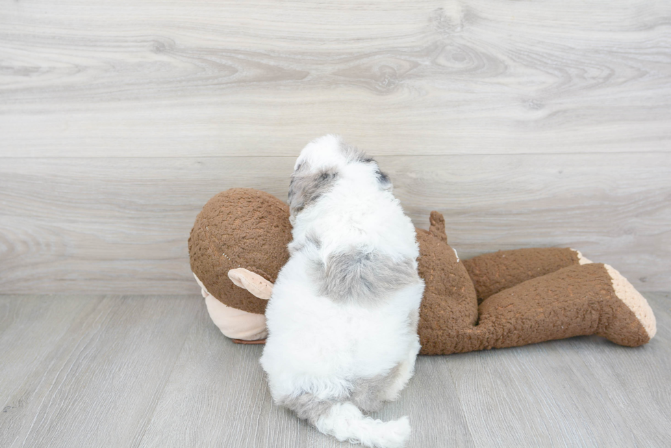 Fluffy Mini Sheepadoodle Poodle Mix Pup